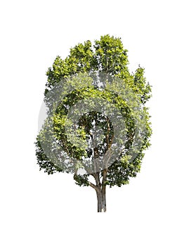 Big beautiful green tree on white background.