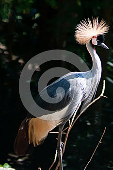 Big beautiful Grey Crowned Crane bird