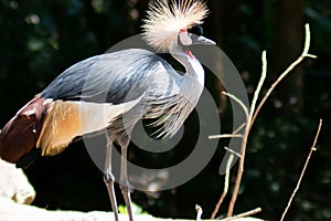 Big beautiful Grey Crowned Crane bird