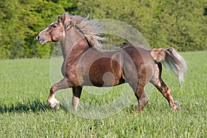 Big beautiful horse running