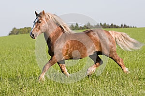 Big beautiful horse running