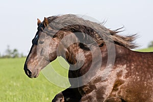 Big beautiful horse running