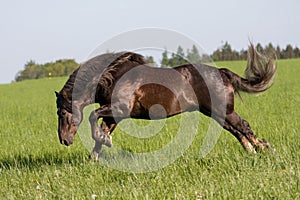 Big beautiful horse running