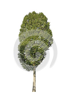 Big beautiful green tree on white background.