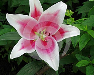 Big beautiful lily. Gorgeous pink and white lily on a flower bed .