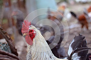 Big beautiful male rooster. Chickens on farm, rural scene.Rooster head close up...Funny or humorous close-up head portrait of a