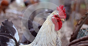 Big beautiful male rooster. Chickens on farm, rural scene.Rooster head close up...Funny or humorous close-up head portrait of a