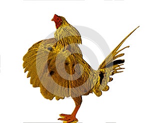 Big beautiful male rooster isolated on white background. crowing in front of white background. Farm animals.