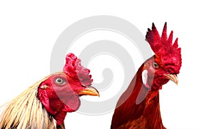 Big beautiful male rooster isolated on white background. crowing in front of white background. Farm animals.