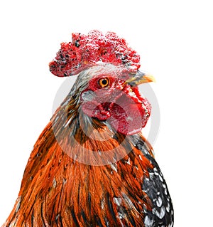 Big beautiful male rooster isolated on white background. crowing in front of white background. Farm animals.