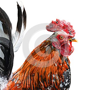 Big beautiful male rooster isolated on white background. crowing in front of white background. Farm animals.