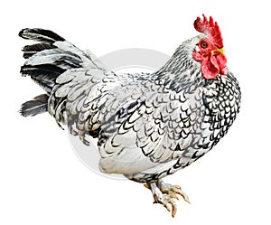 Big beautiful male rooster isolated on white background. crowing in front of white background. Farm animals.