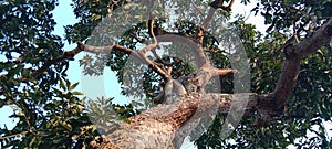 Big and beautiful mango tree