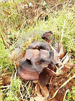 Big beautiful mushrooms on old rotten wood