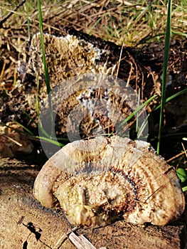 Big beautiful mushrooms on old rotten wood