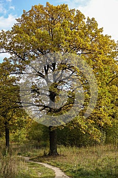 Big beautiful oak in a clearing in the forest