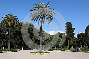 Big beautiful palm trees on Piazzale Napoleone photo