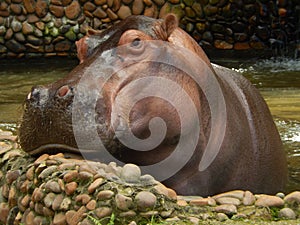 Big, beautiful and peaceful hippo in the water posing for photo photo