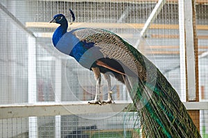 Big beautiful peacock sitting on a wooden crossbar