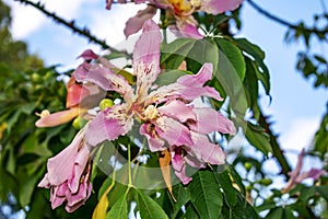 Big beautiful pink flower of silk floss tree on a background of green leaves close-up. Ceiba speciosa is ornamental exotic plant photo