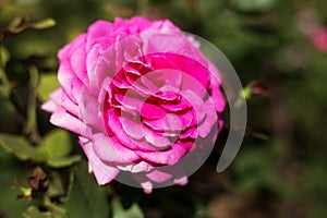 Big beautiful pink rose close-up