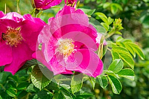 Big beautiful pink rose hips flowers among green leaves