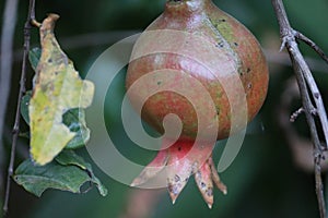 Big and beautiful pomegranate fruits on trees.Ripe pomegranate fruit on tree branch