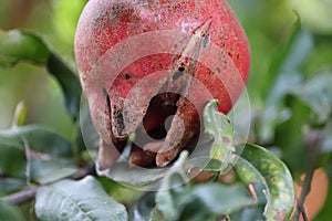 Big and beautiful pomegranate fruits on trees.Ripe pomegranate fruit on tree branch