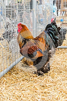 Big beautiful purebred rooster on a farm