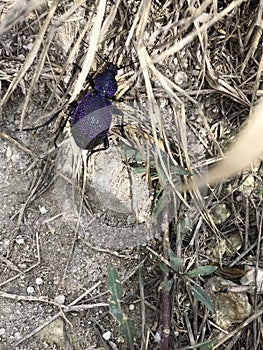 Big and beautiful purple beetle creeps on the ground