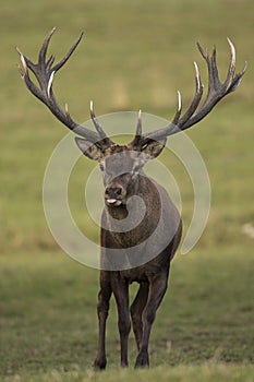 Big and beautiful red deer during the deer rut in the nature habitat in Czech Republic