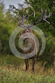 Big and beautiful red deer during the deer rut in the nature habitat in Czech Republic