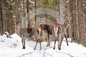 Big and beautiful red deer female during the deer rut in the nature habitat in Czech Republic, european animals, deer rut