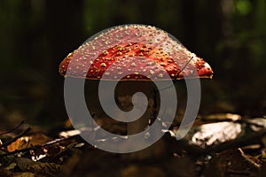 Big beautiful red fly agaric in forest area