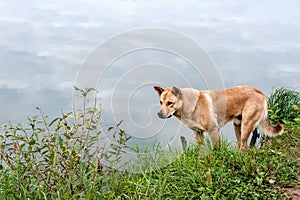Big beautiful redhead dog hunting on the river.
