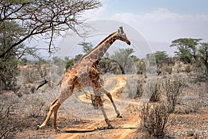 A big beautiful reticulated giraffe are running over the gravel road in samburu/kenya/africa.