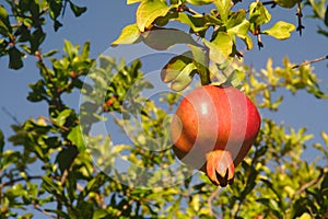 Big beautiful ripe pomegranate fruit hanging on a tree branch