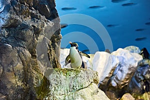 Big beautiful royal penguins in the aquarium zoo park