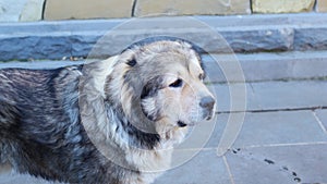 a big beautiful and shaggy stray dog. trapping and sterilization of stray dogs.