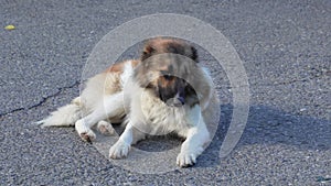 a big beautiful and shaggy stray dog. trapping and sterilization of stray dogs.