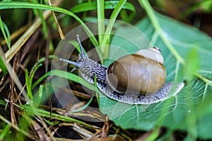 Big beautiful snail on a green leaf closeup