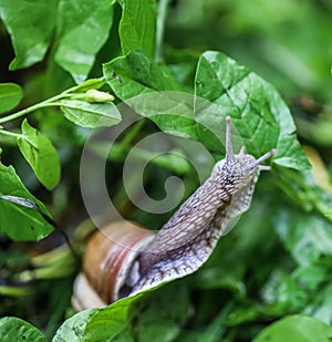 Big beautiful snail on a green leaf closeup