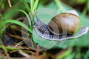 Big beautiful snail on a green leaf closeup