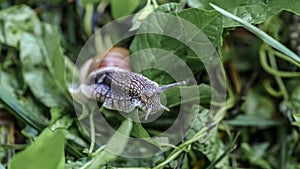 Big beautiful snail on a green leaf closeup