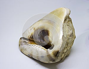 Big beautiful spiral seashell