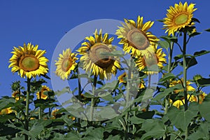 Big beautiful sunflowers on a sunny day against a blue sky.