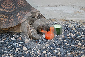 Big beautiful tortoise eats vegetables