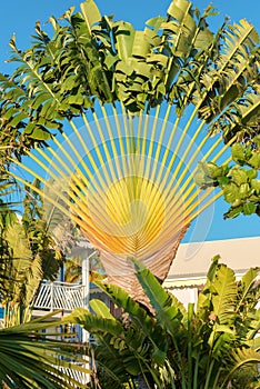 Big beautiful traveller`s tree ravenala madagascariensis standing