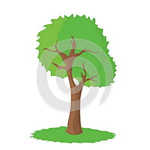 Big beautiful tree on a white background.