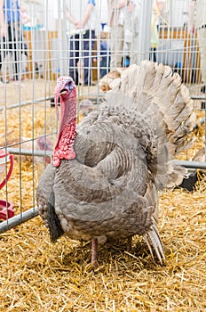 Big beautiful turkey , close-up